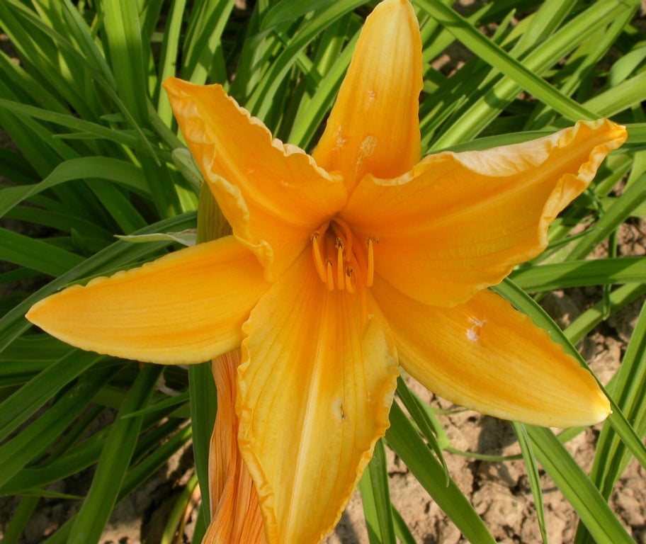 Hemerocallis 'Aten' - Afbeelding 2