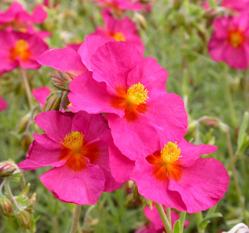 Helianthemum 'Ben Hope'