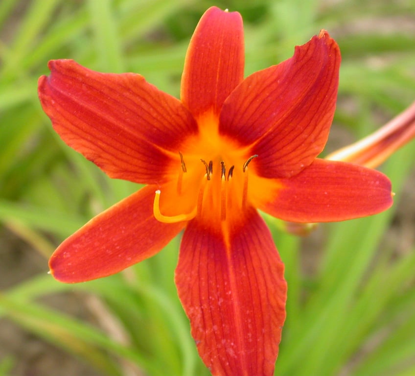 Hemerocallis 'Black Prince'