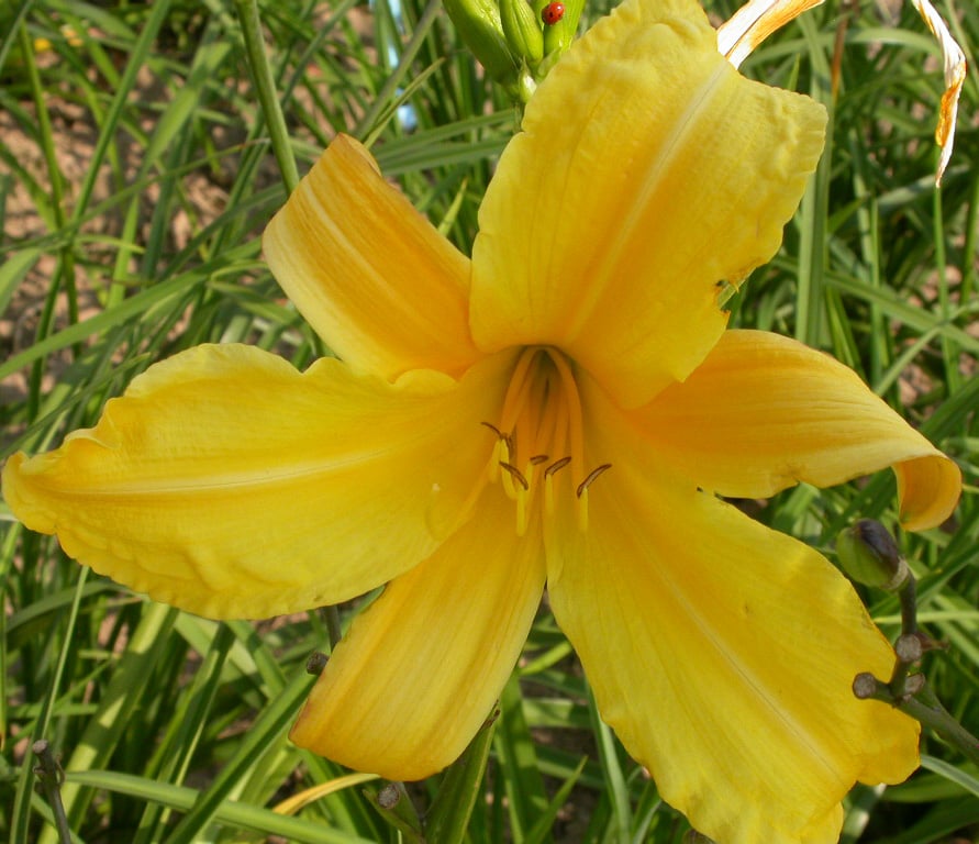 Hemerocallis citrina