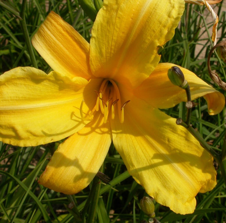 Hemerocallis citrina - Afbeelding 2