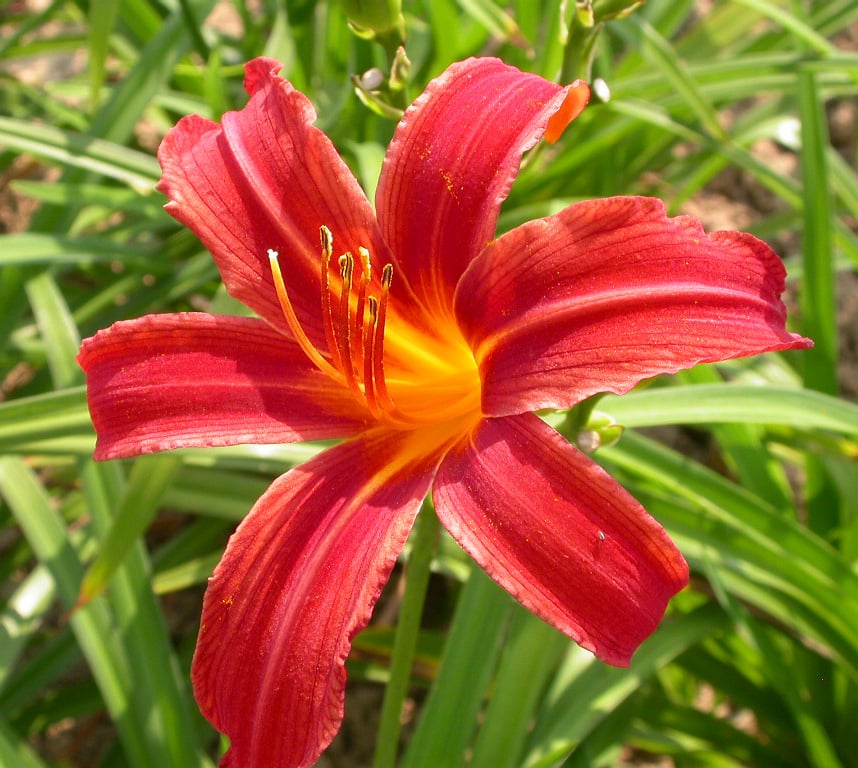 Hemerocallis 'Crimson Pirate'