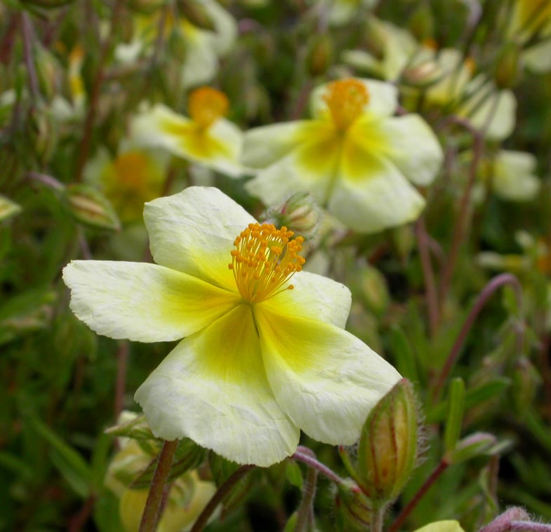 Helianthemum 'Elfenbeinglanz'