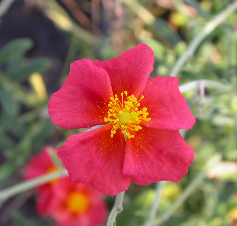 Helianthemum 'Henfield Brilliant'