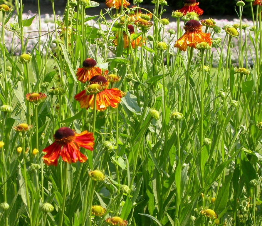 Helenium 'Moerheim Beauty'