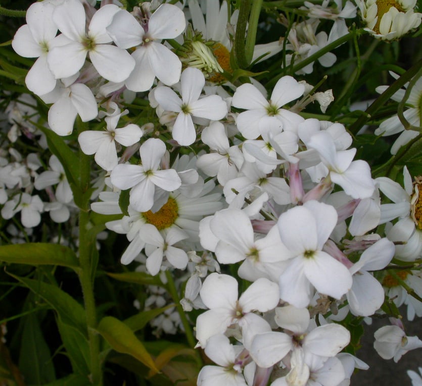 Hesperis matr. 'Alba'