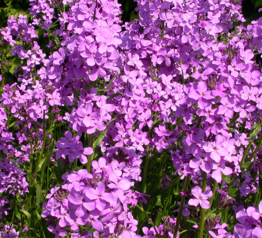Hesperis matronalis