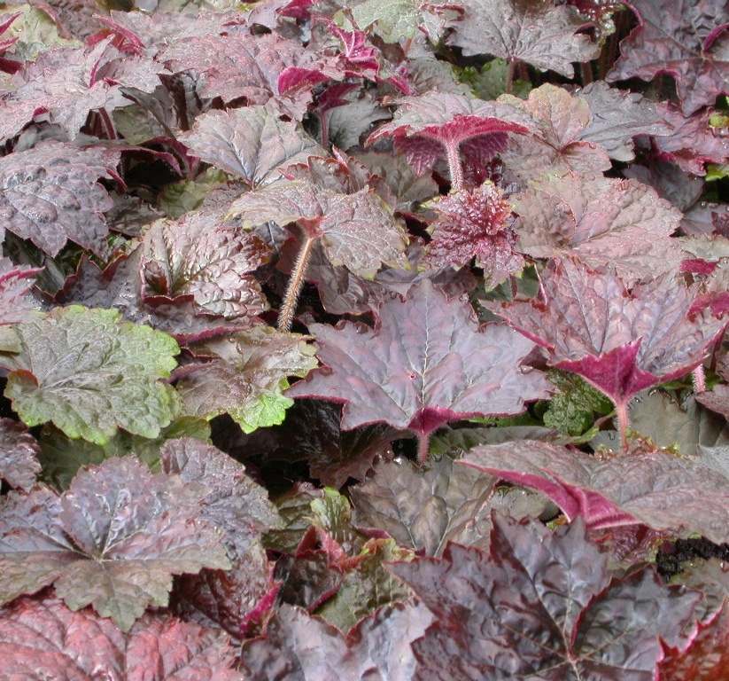Heuchera mic. 'Palace Purple'