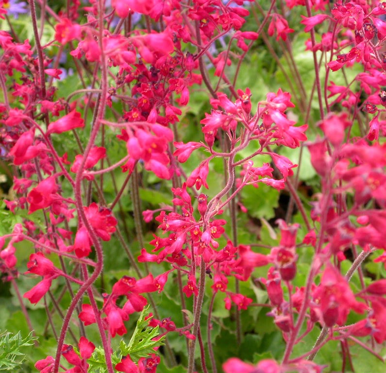 Heuchera sanguinea