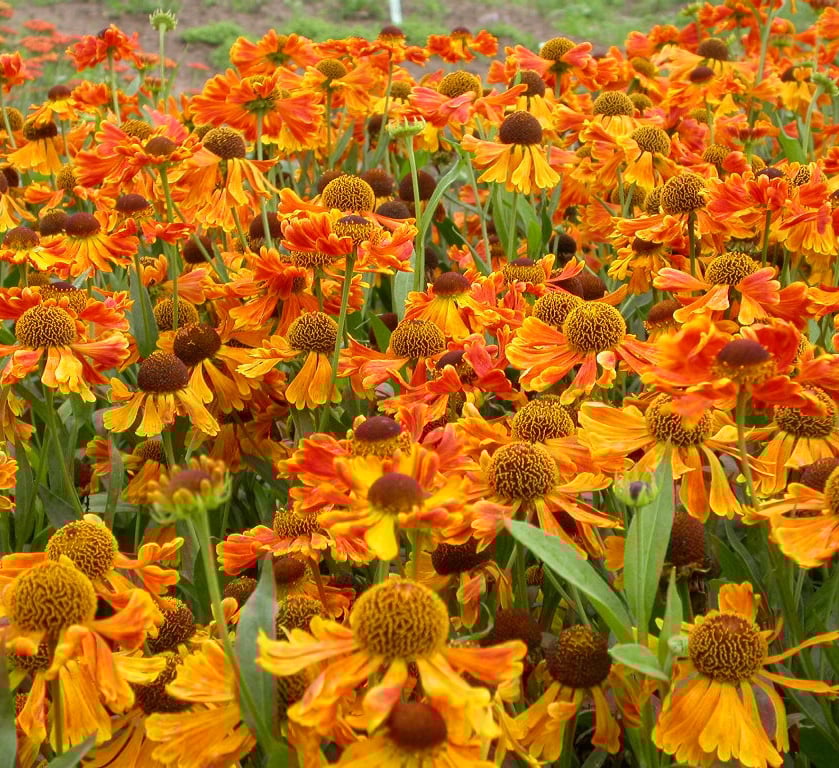Helenium 'Waltraut'