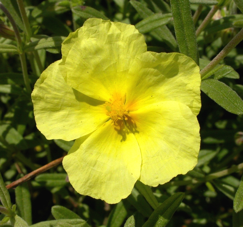 Helianthemum 'Wisley Primrose'