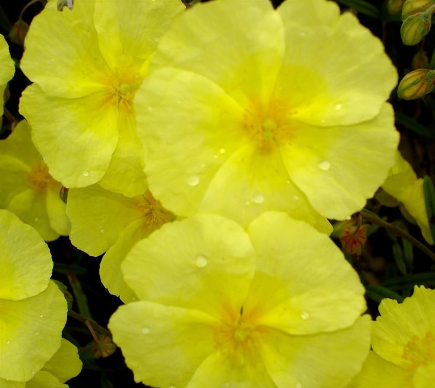 Helianthemum 'Wisley Primrose' - Afbeelding 2