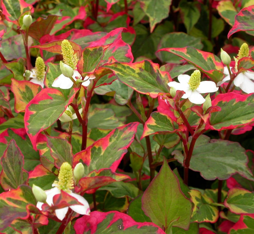 Houttuynia cordata 'Chameleon'