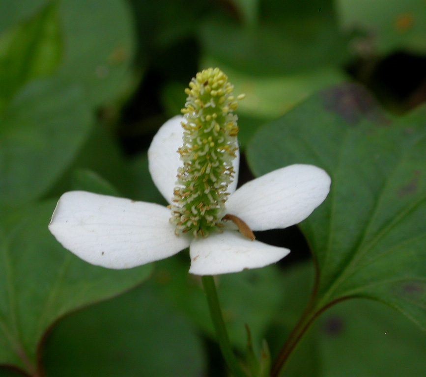 Houttuynia cordata 'Chameleon' - Afbeelding 2