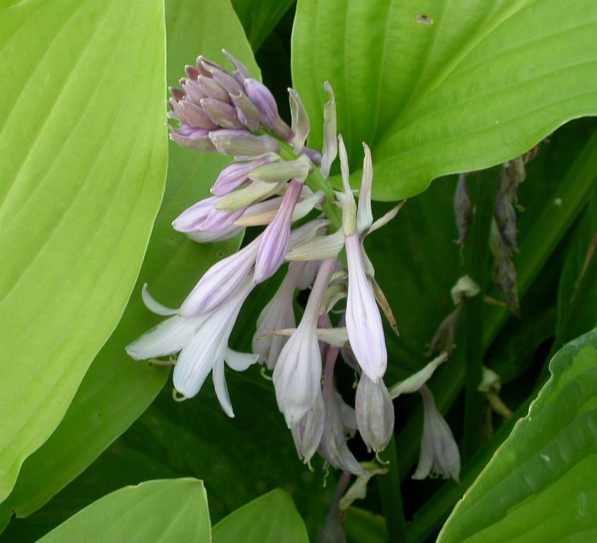 Hosta 'Fortunei Hyacinthina'