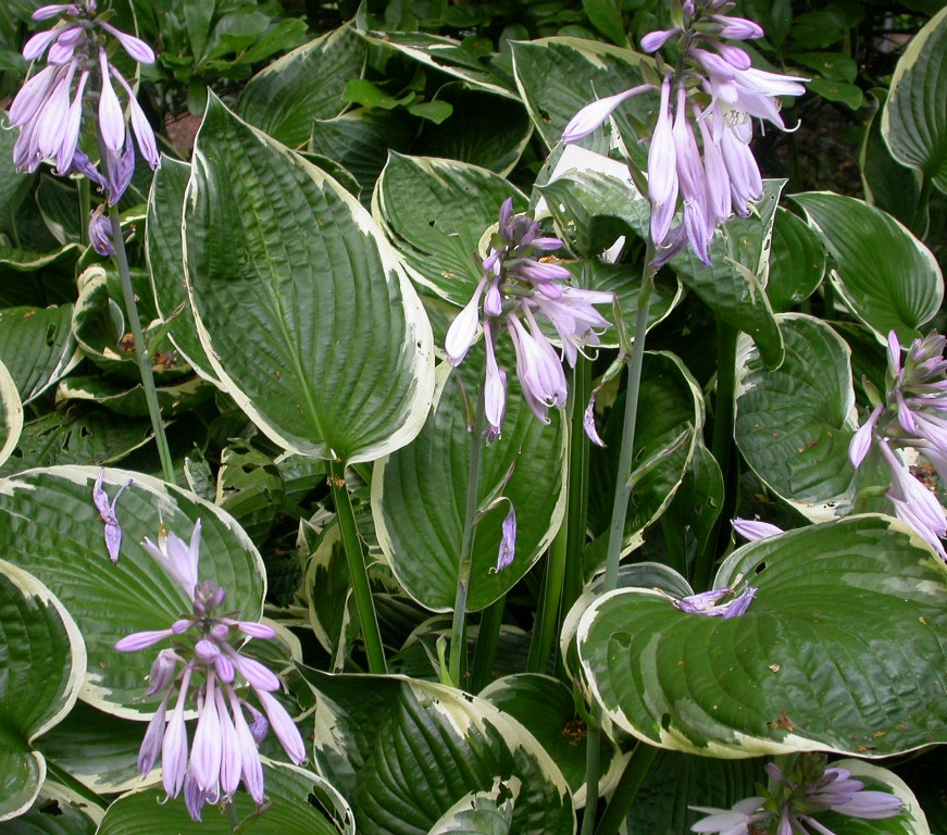 Hosta 'Francee'