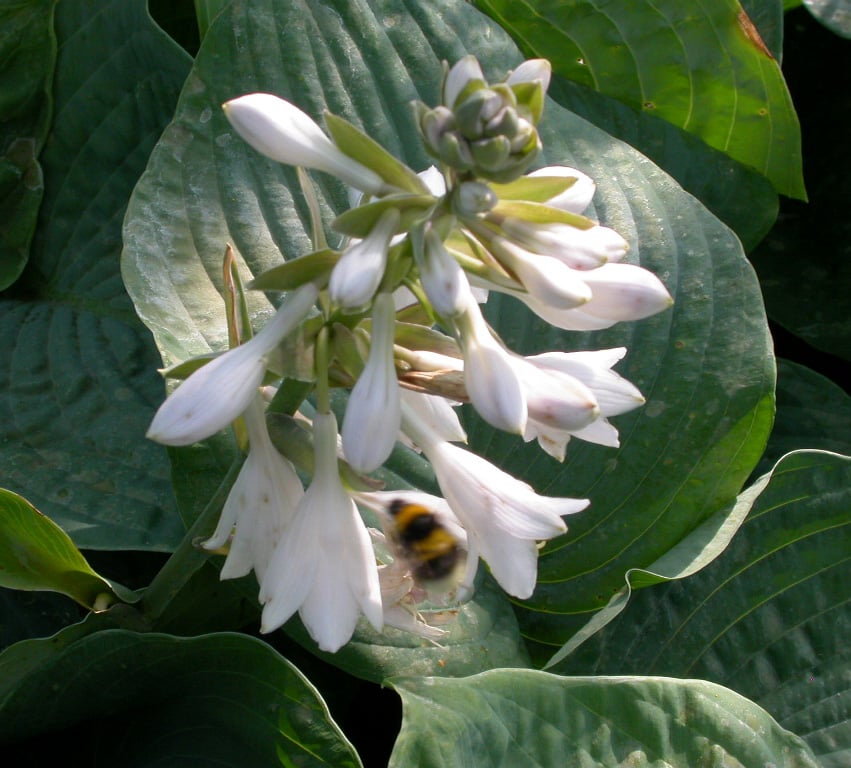 Hosta sieb. 'Elegans'