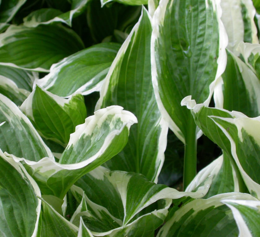 Hosta 'Undulata Albomarginata'