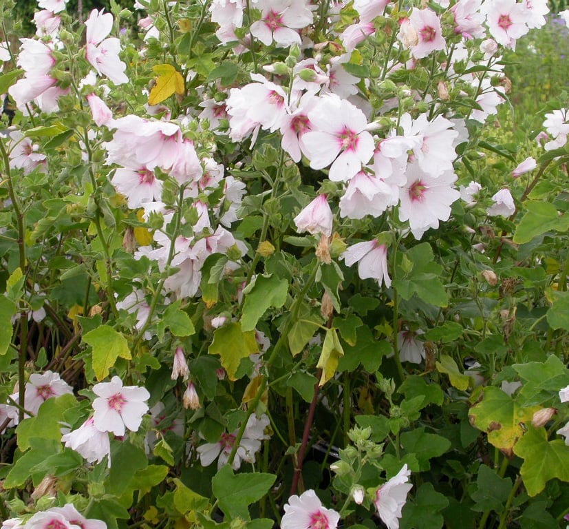 Lavatera 'Barnsley'