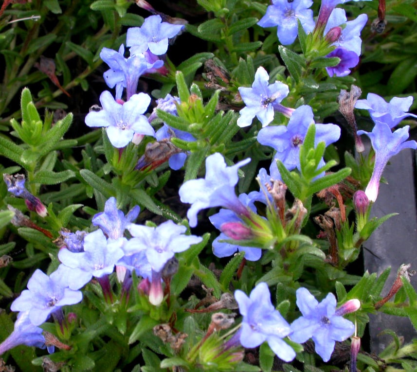 Lithodora d. 'Heavenly Blue'