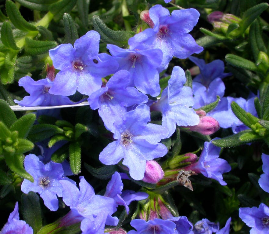 Lithodora d. 'Heavenly Blue' - Afbeelding 2