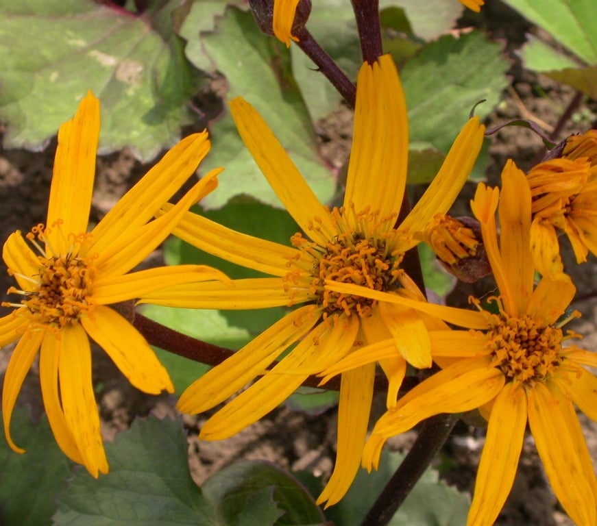 Ligularia dentata 'Othello'