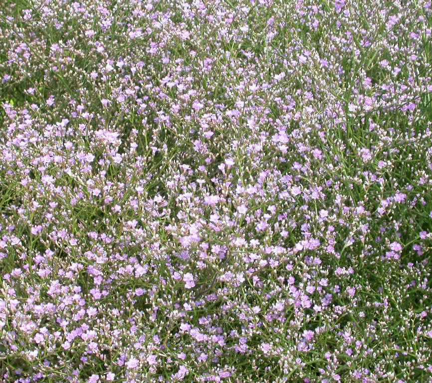 Limonium latifolium