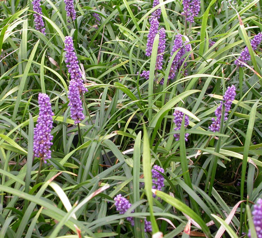 Liriope muscari 'Ingwersen' - Afbeelding 2