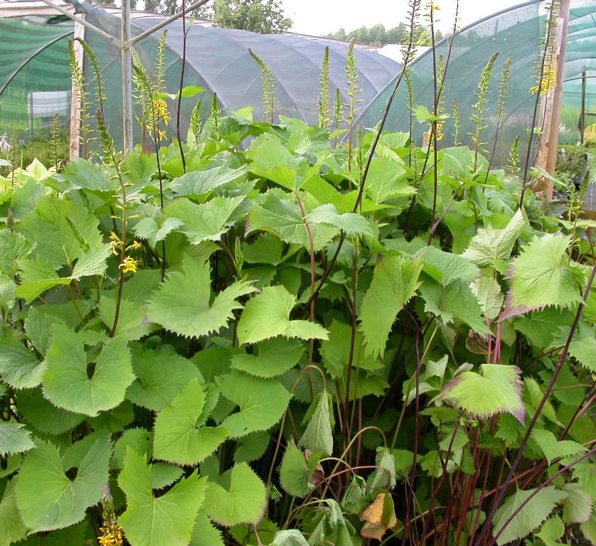 Ligularia stenocephala 'The Rocket' - Afbeelding 2