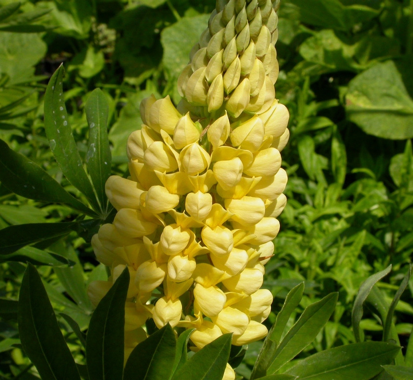 Lupinus 'Chandelier'