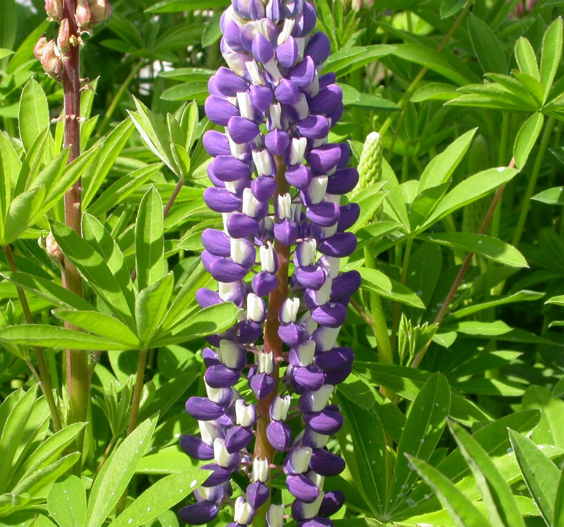 Lupinus 'The Governor'