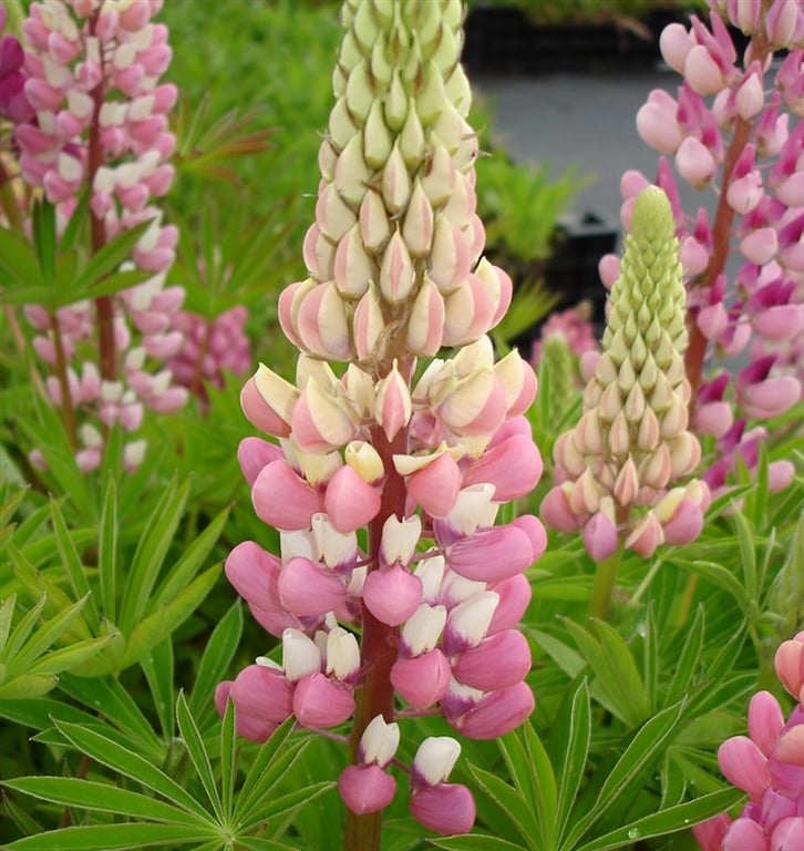 Lupinus 'Gallery Pink'