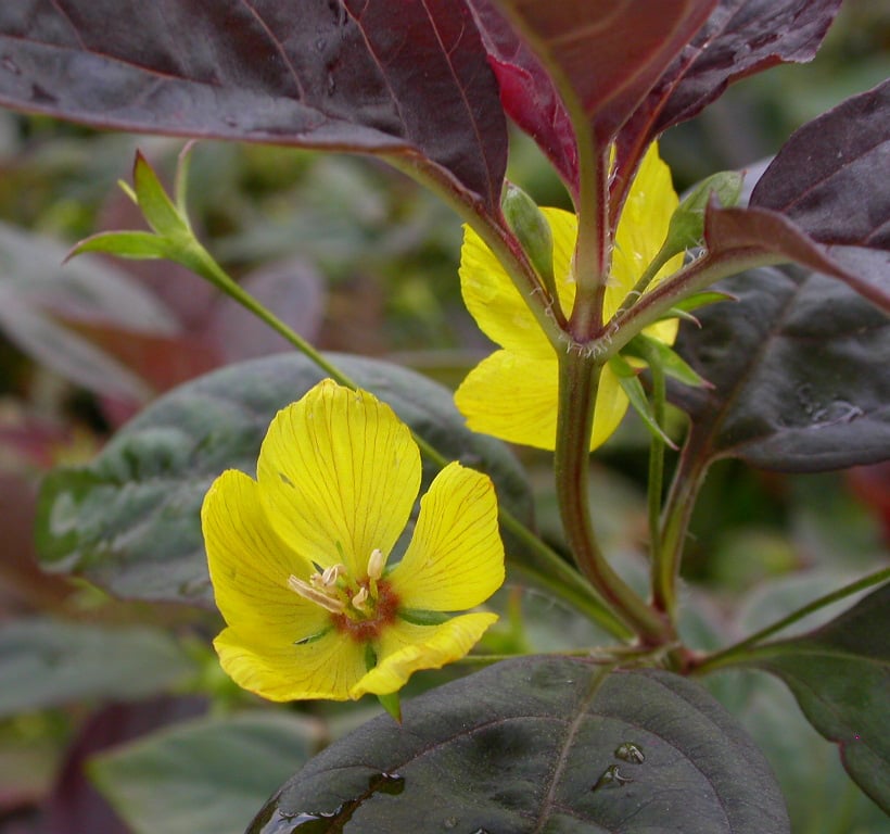 Lysimachia ciliata 'Firecracker'
