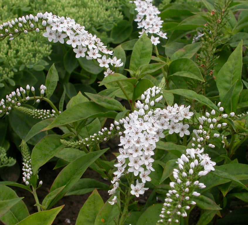 Lysimachia clethroides - Afbeelding 2