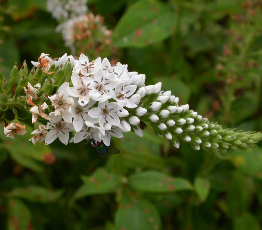 Lysimachia clethroides - Afbeelding 3