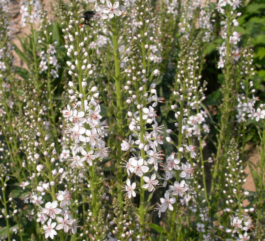 Lysimachia ephemerum - Afbeelding 2