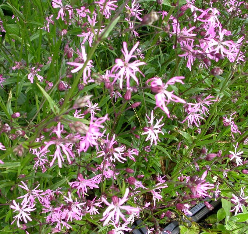 Lychnis flos-cuculi - Afbeelding 2