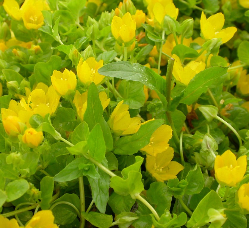 Lysimachia nummularia