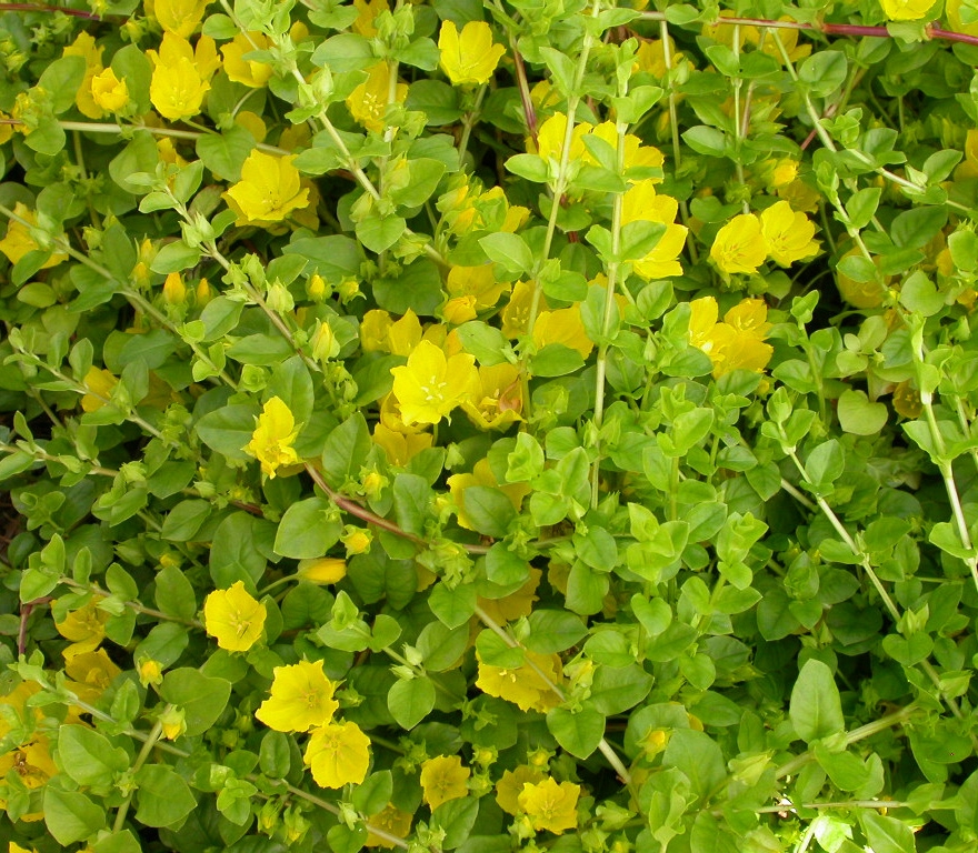 Lysimachia nummularia - Afbeelding 2