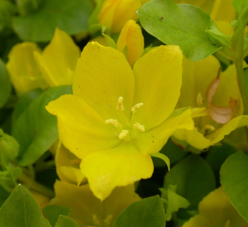 Lysimachia nummularia - Afbeelding 3