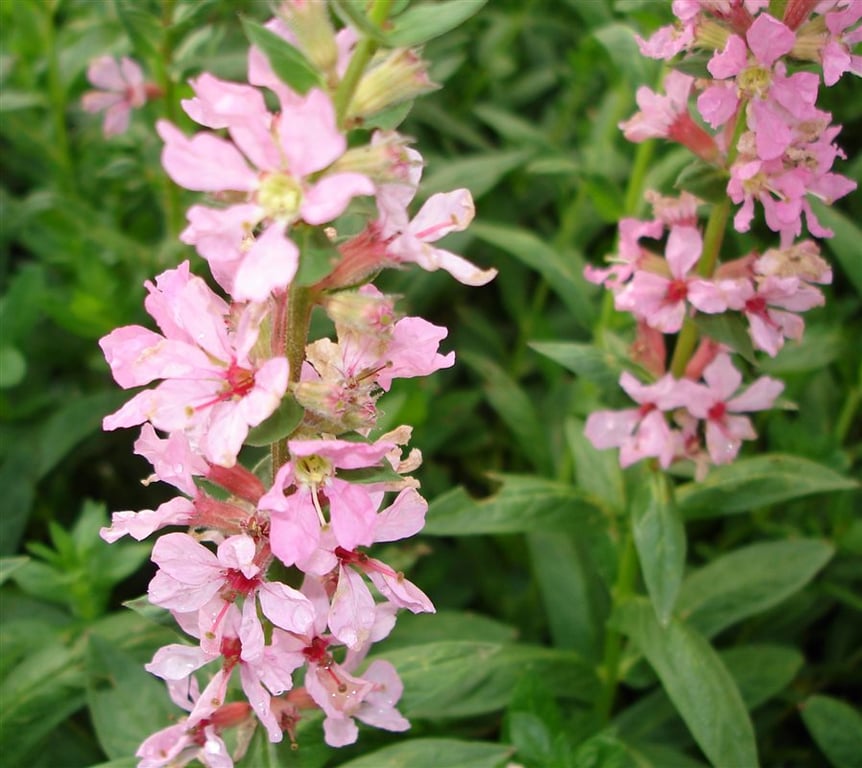 Lythrum sal. 'Blush'