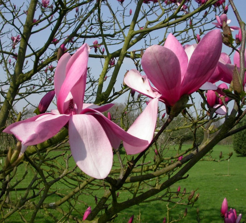 Magnolia 'Galaxy'