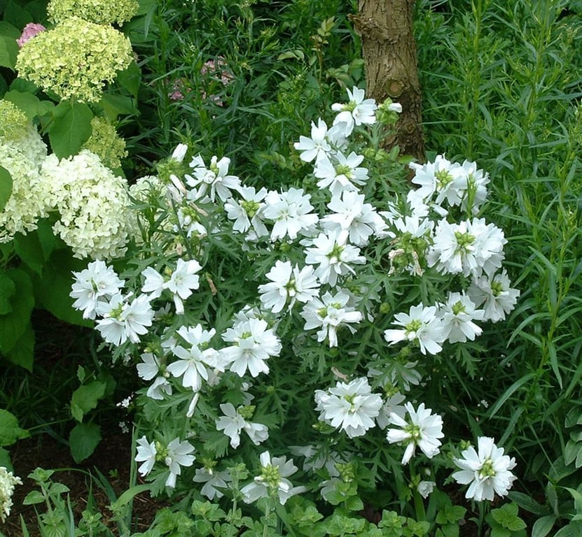 Malva moschata 'Alba'