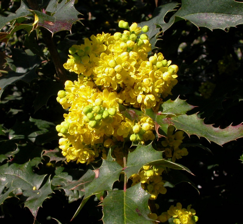 Mahonia wagneri 'Pinnacle'