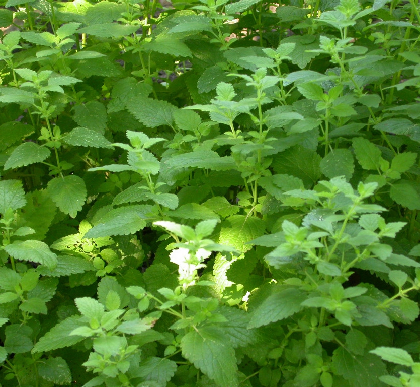 Melissa officinalis - Afbeelding 2