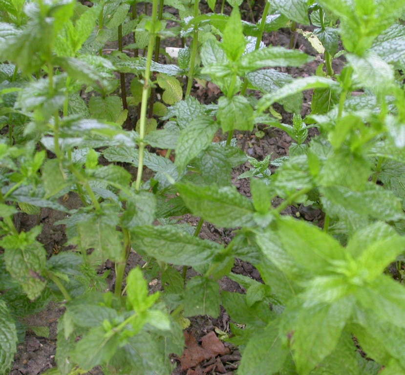 Mentha piperita