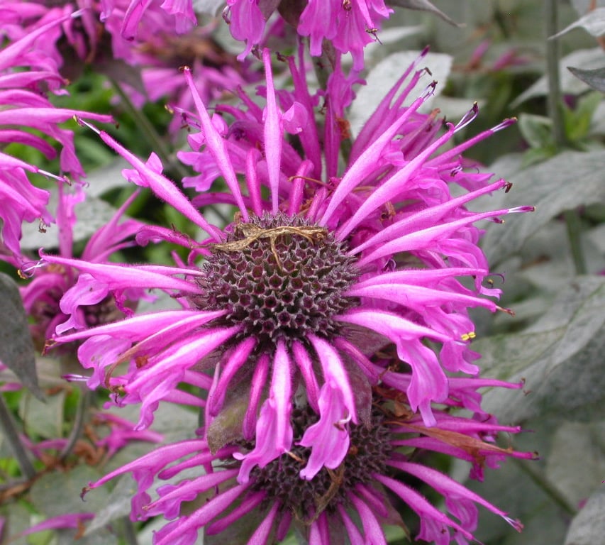 Monarda 'Aquarius'