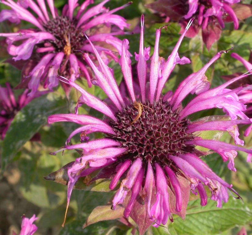 Monarda 'Aquarius' - Afbeelding 2