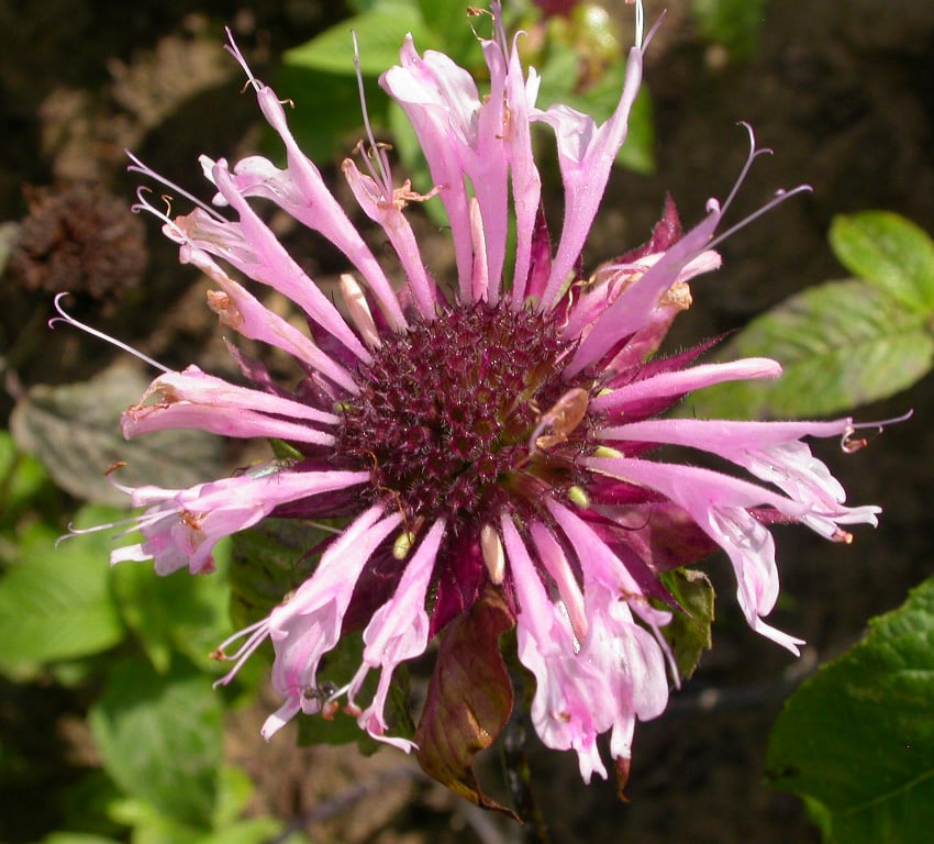 Monarda 'Beauty of Cobham' - Afbeelding 2