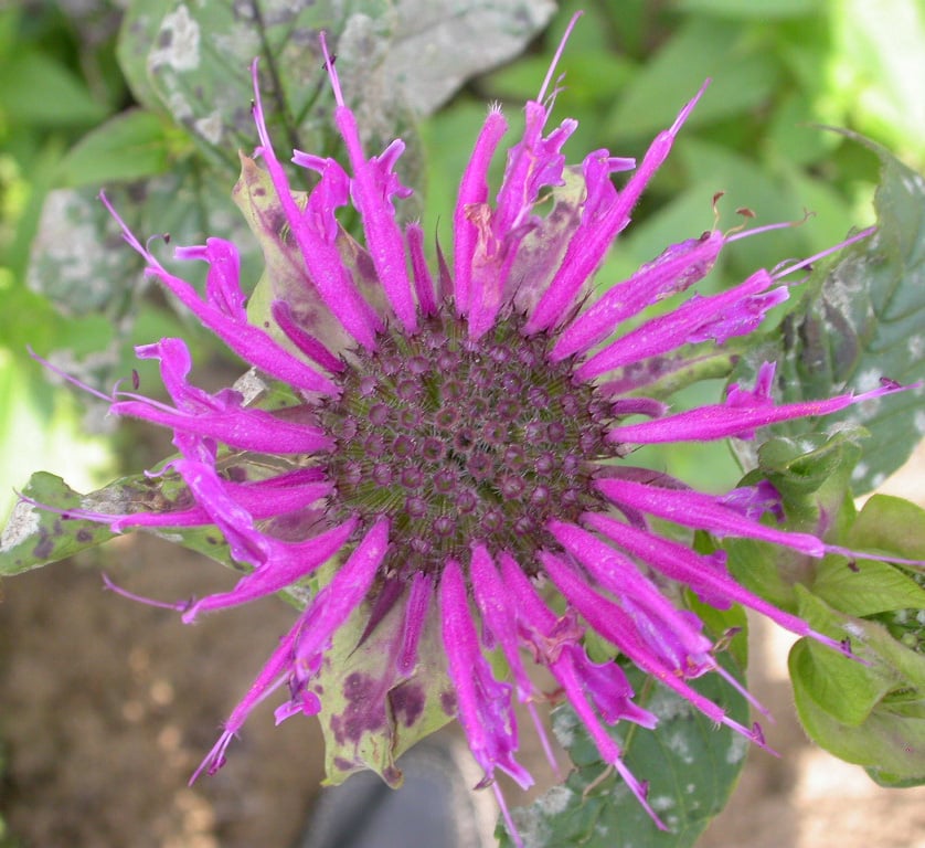 Monarda 'Blaustrumpf' - Afbeelding 2